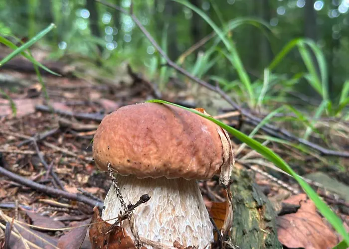 Babelkowa Beskidy Z Balia Jacuzzi Gilowice (Zywiec)