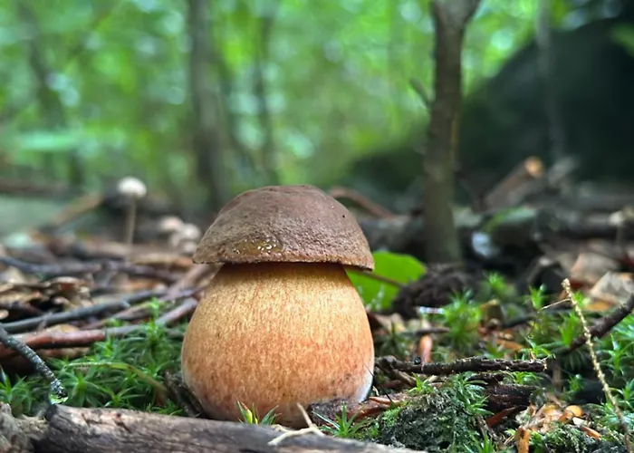 Babelkowa Beskidy Z Balia Jacuzzi